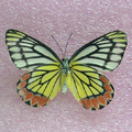 Painted sawtooth Prioneris sita (underside)